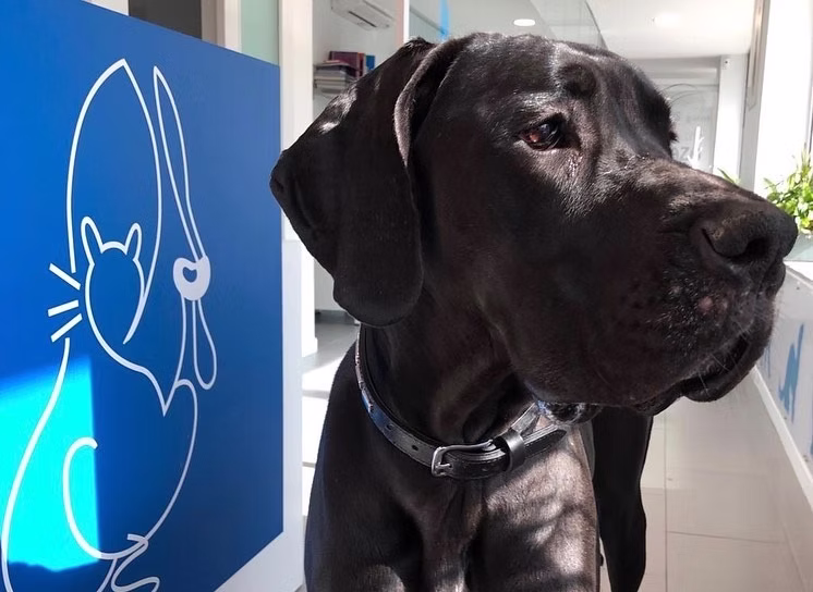 Clinica Veterinaria en Latina Madrid