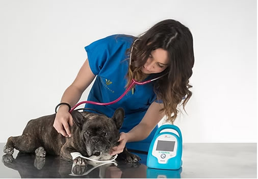 Gloria Garcia Veterinario en Latina Madrid Carolina Frias Veterinario en Latina Madrid