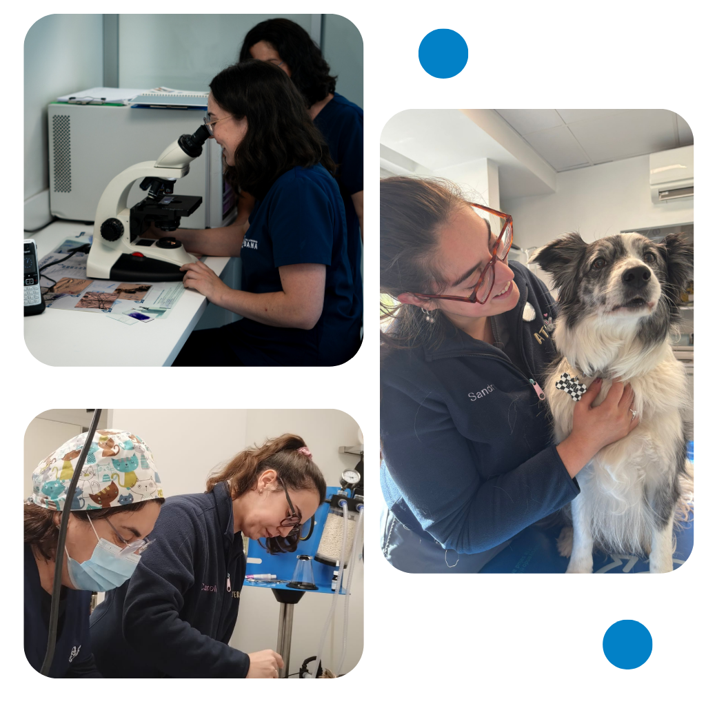 Clinica Veterinaria en Latina Madrid