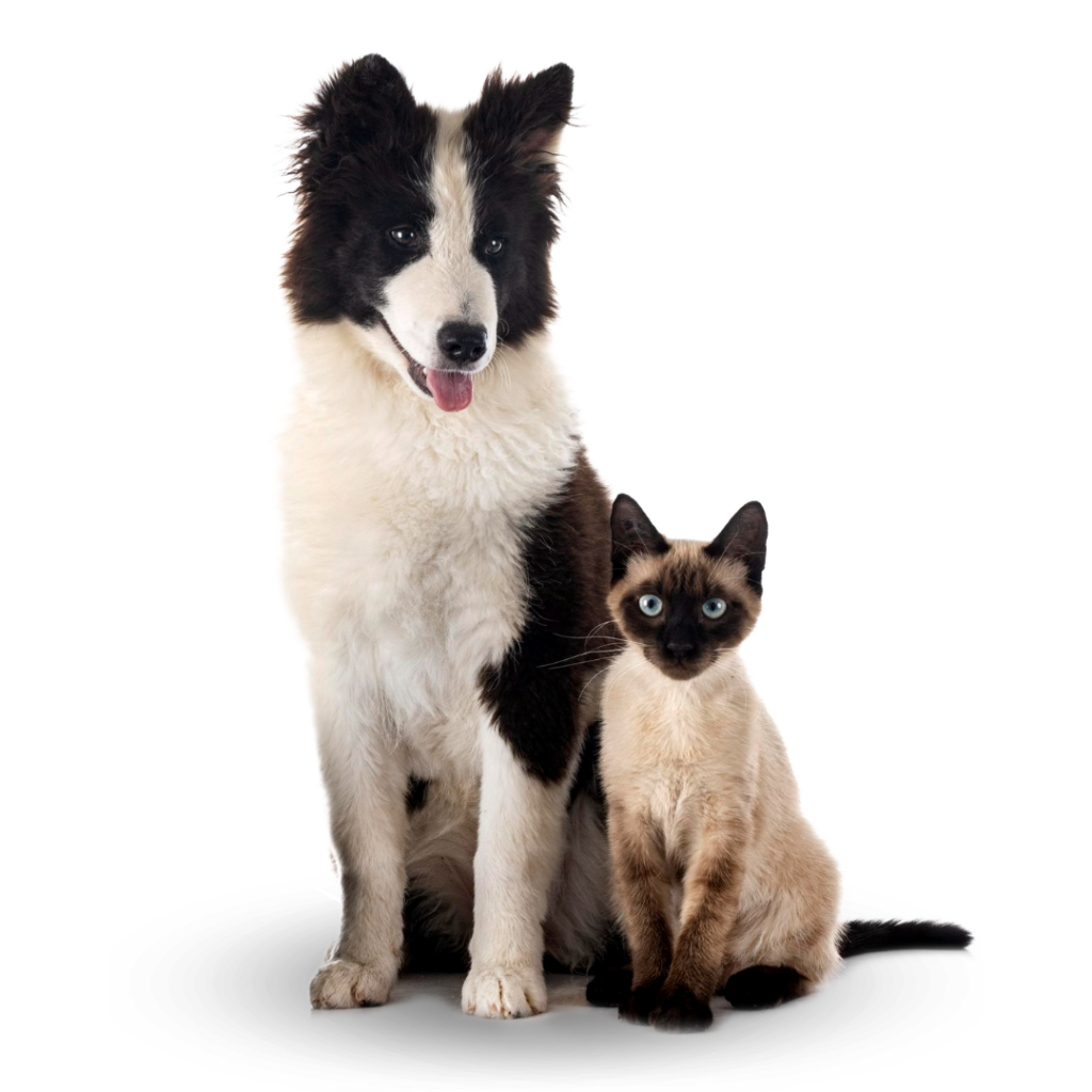 A black and white dog sits next to a cream and brown cat with blue eyes, both facing forward against a plain white background with circular design elements inspired by Plan Preventivo.