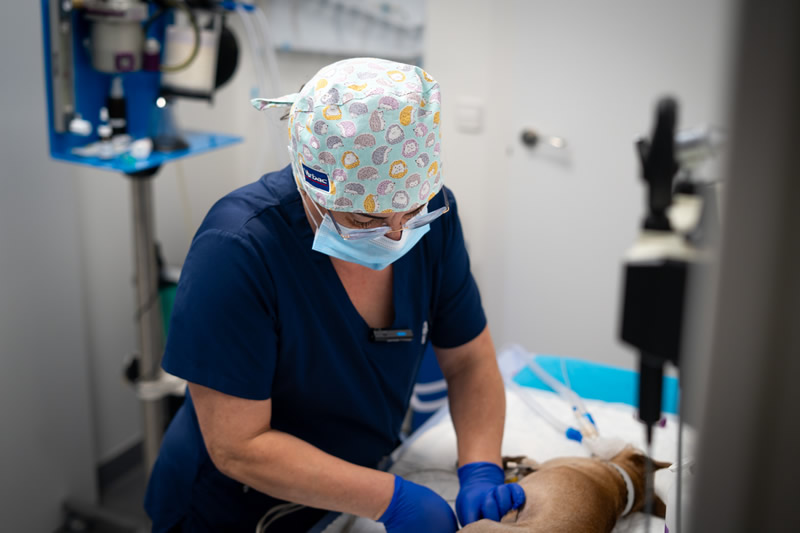 Clinica Veterinaria en Latina Madrid
