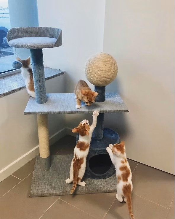 Clinica Veterinaria Cat Friendly Madrid Clinica Veterinaria Cat Friendly Madrid
